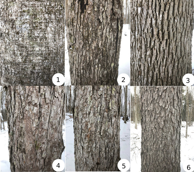 Test your Sugarmaker Skills